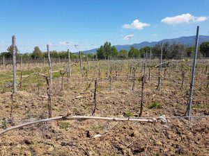 I danni ai vigneti zona Castiglione, valle del Tevere