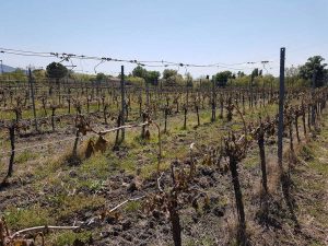 I danni ai vigneti zona Castiglione, valle del Tevere