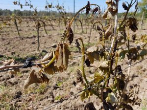 I danni ai vigneti zona Castiglione, valle del Tevere