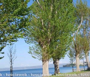 Capodimonte - I pioppi secolari