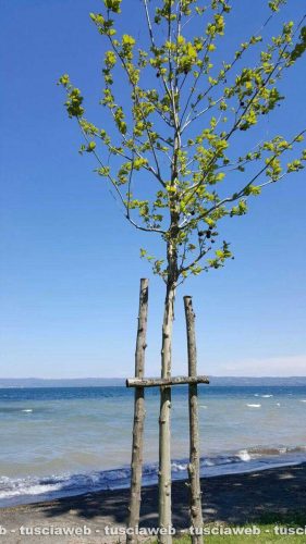 Capodimonte - Un platano che ha sostituito un pioppo 