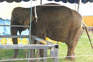 Viterbo - L'elefante fuggito dal circo