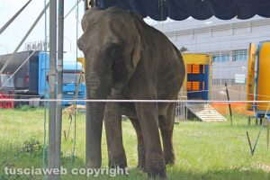 Viterbo - L'elefante fuggito dal circo