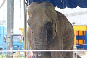 Viterbo - L'elefante fuggito dal circo