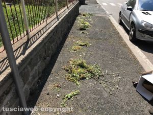 Le erbacce in via Alessandro Volta