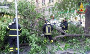 Roma - Ramo si spezza - L'intervento dei vigili del fuoco