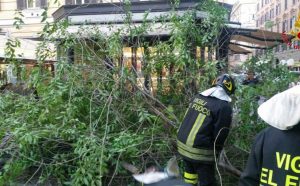 Roma - Ramo si spezza - L'intervento dei vigili del fuoco