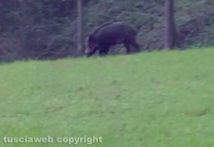 Viterbo - Un cinghiale a spasso lungo la circonvallazione
