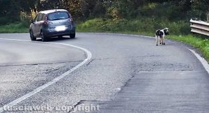 Un cane randagio sulla Tuscanese