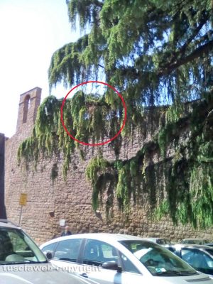 Viterbo - Processionaria al parcheggio delle Fortezze