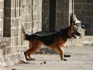 Un pastore tedesco legato a un gancio col guinzaglio