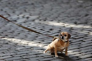 Un cane colto sul fatto mentre sporca il centro storico