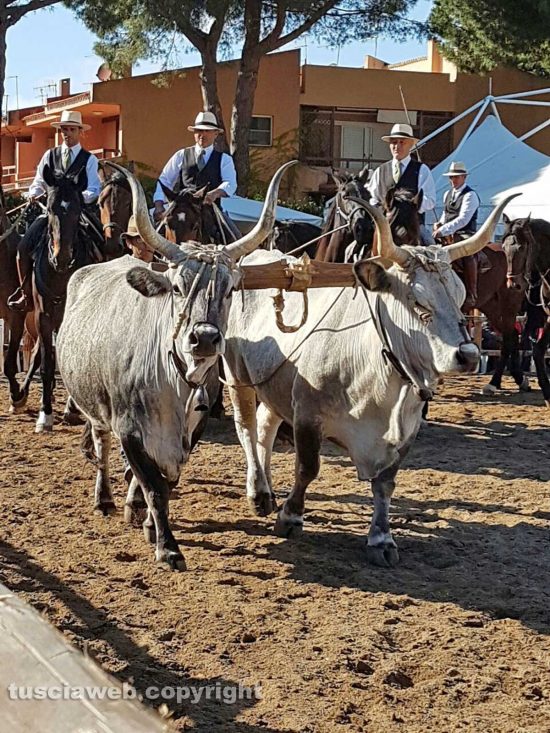 La festa della Maremma a Montalto di Castro 