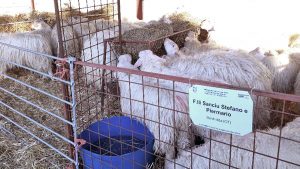 Viterbo - La mostra interregionale di ovini di razza sarda a Bagnaia