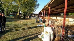 Viterbo - La mostra interregionale di ovini di razza sarda a Bagnaia