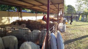 Viterbo - La mostra interregionale di ovini di razza sarda a Bagnaia