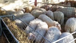 Viterbo - La mostra interregionale di ovini di razza sarda a Bagnaia