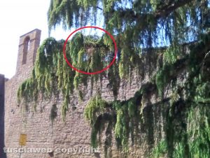 Viterbo - Processionaria al parcheggio delle Fortezze