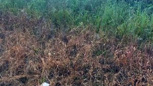 La striscia gialla lungo la Roma-Viterbo