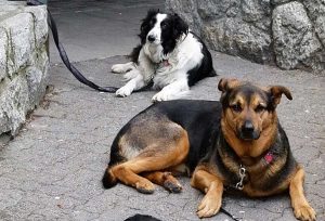 Alcuni cani aspettano i padroni fuori dal centro storico
