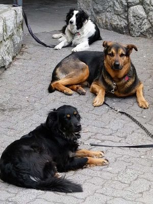 Alcuni cani aspettano i padroni fuori dal centro storico
