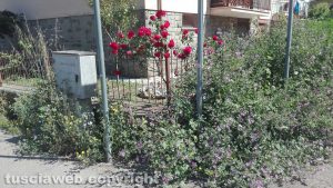 Viterbo - Pilastro - Erba alta all'incrocio tra via Carlo Minciotti e via F. Cristofori