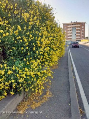 Viterbo - Piante sul marciapiede della Tangenziale ovest