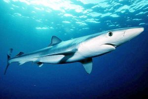 Lo squalo azzurro - Verdesca