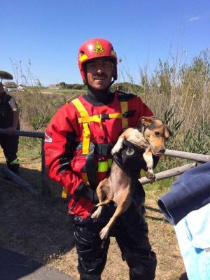 Tarquinia - Il piccolo jack russel salvato dai pompieri 