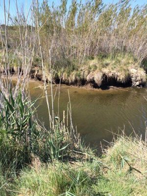 Tarquinia - L'intervento dei vigili del fuoco alle Saline 