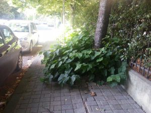 Le erbacce a Santa Barbara