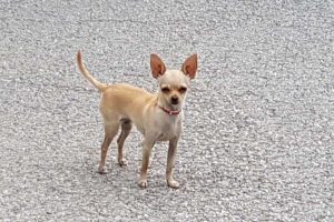 Lulù