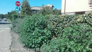 Viterbo - Pilastro - Erba alta all'incrocio tra via Carlo Minciotti e via F. Cristofori