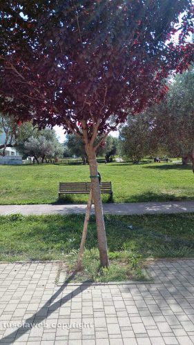 Viterbo - Alberi inclinati al parco Michelangelo