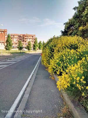 Viterbo - Piante sul marciapiede della Tangenziale ovest