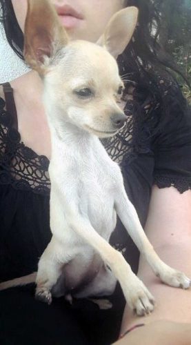 Lulù