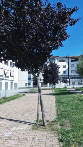 Viterbo - Alberi inclinati al parco Michelangelo