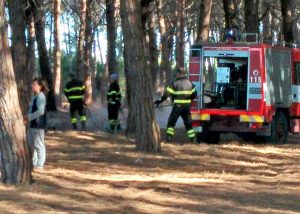 Incendio in pineta, vigili del fuoco in azione
