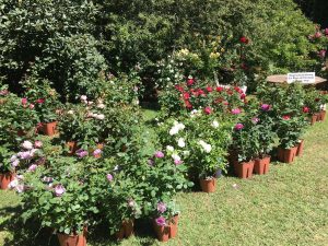 Viterbo - Orto botanico