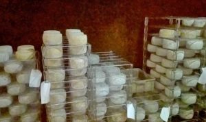 Visita didattica al Caseificio Di Biagio della primaria di Marta