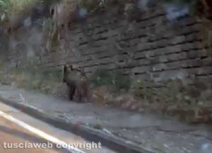 Viterbo - Un cinghiale al MurialdoViterbo - Un cinghiale al Murialdo