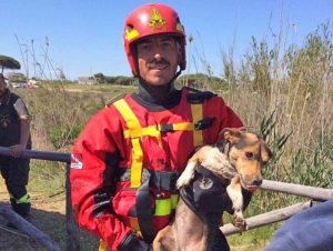 Tarquinia - Il piccolo jack russel salvato dai pompieri