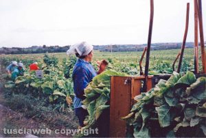 Piantagioni di tabacco nelle campagne viterbesi