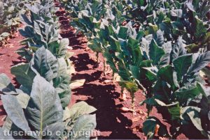 Piantagioni di tabacco nelle campagne viterbesi