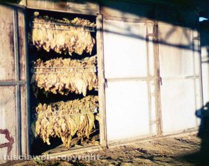Piantagioni di tabacco nelle campagne viterbesi