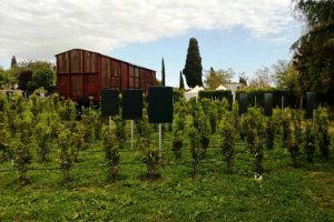 Tarquinia - Il Labirinto della Memoria alla Cittadella di Semi di pace