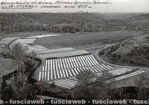 1955 - Vaccareccia - Semenzai