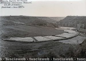 1955 - Vaccareccia - Semenzai