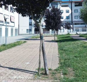 Viterbo - Alberi inclinati al parco Michelangelo