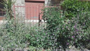Viterbo - Pilastro - Erba alta all'incrocio tra via Carlo Minciotti e via F. Cristofori